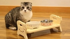 Cat bowls: jak wybrać dania dla cattail